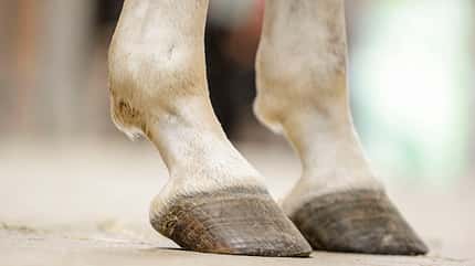 CAVALLO Aus Hufen lesen Aus Hufen lesen