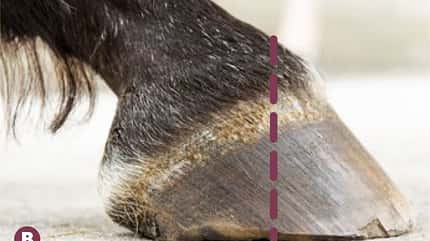 CAVALLO Aus Hufen lesen Aus Hufen lesen