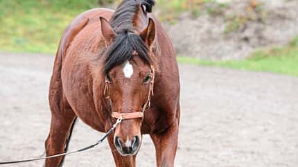 CAVALLO Medizin-Kompendium Amyloidose Medizin-Kompendium Amyloidose