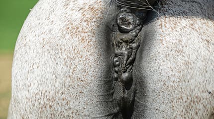 CAVALLO Medizin Kompendium Melanome Medizin Kompendium Melanome