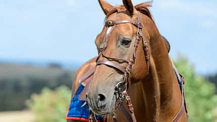 CAVALLO Die russischen Don Pferde Die russischen Don Pferde