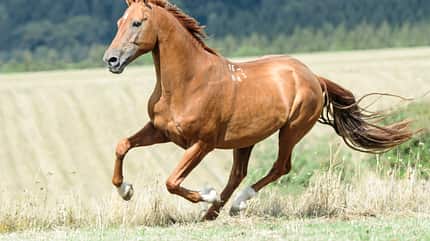 CAVALLO Die russischen Don Pferde Die russischen Don Pferde