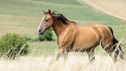 CAVALLO Die russischen Don Pferde Die russischen Don Pferde