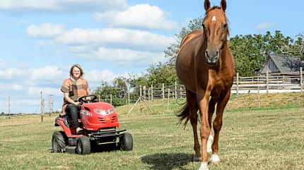 CAVALLO Die russischen Don Pferde Die russischen Don Pferde