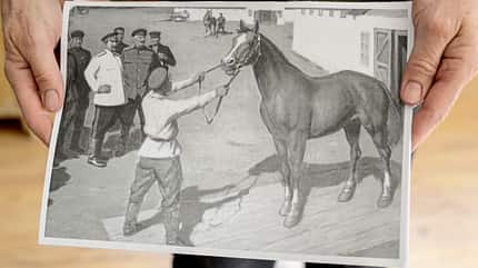 CAVALLO Die russischen Don Pferde Die russischen Don Pferde