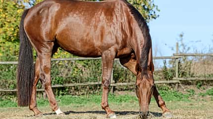CAVALLO Natürliche Schiefe Natürliche Schiefe