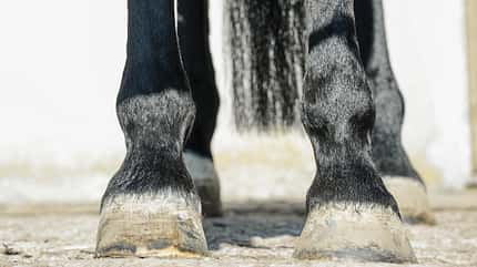 CAVALLO Natürliche Schiefe Natürliche Schiefe