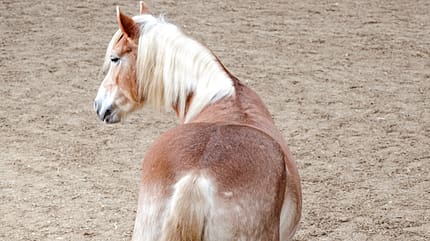 CAVALLO Natürliche Schiefe Natürliche Schiefe