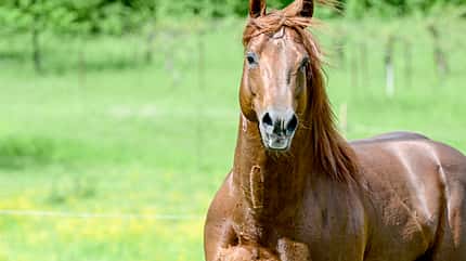 CAVALLO Geschlechter CAVALLO Geschlechter