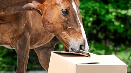 CAVALLO Geschlechter CAVALLO Geschlechter