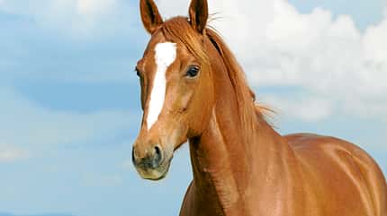 CAVALLO Geschlechter CAVALLO Geschlechter