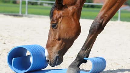 CAVALLO Geschlechter CAVALLO Geschlechter