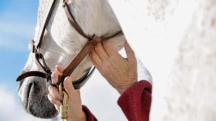 CAVALLO Craniosacrale Therapie CAVALLO Craniosacrale Therapie