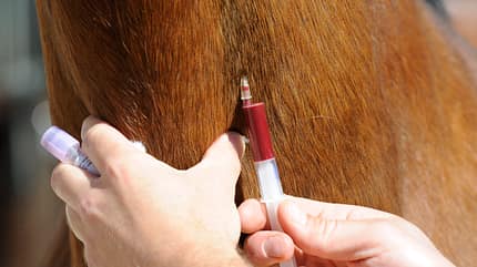 CAVALLO Medizin Kompendium - Bauchfellentzündung Medizin Kompendium - Bauchfellentzündung