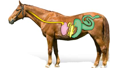 CAVALLO Medizin Kompendium - Bauchfellentzündung Medizin Kompendium - Bauchfellentzündung