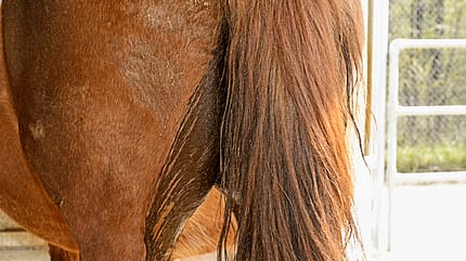 CAVALLO Medizin Kompendium Kotwasser Medizin Kompendium Kotwasser