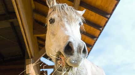 CAVALLO Medizin Kompendium Kotwasser Medizin Kompendium Kotwasser