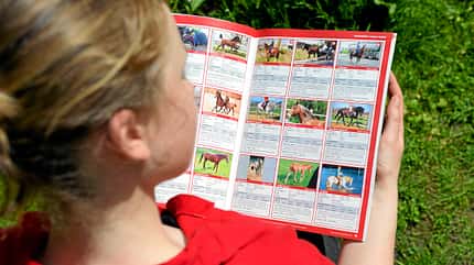 CAVALLO Online-Auktionen Online-Auktionen
