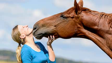 CAVALLO Pferdegedächtnis Pferdegedächtnis