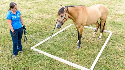 CAVALLO Pferdegedächtnis Pferdegedächtnis