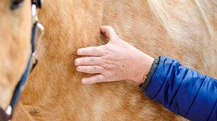 CAVALLO Emmett-Technique Emmett-Technique