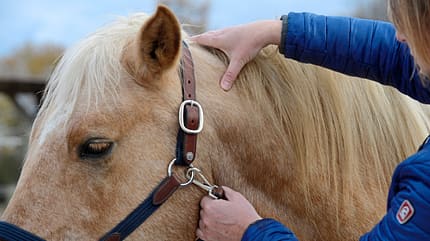CAVALLO Emmett-Technique Emmett-Technique
