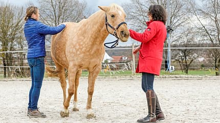 CAVALLO Emmett-Technique Emmett-Technique