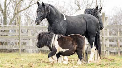 CAVALLO Hengste in der Herde Hengste in der Herde