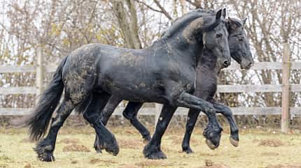 CAVALLO Hengste in der Herde Hengste in der Herde