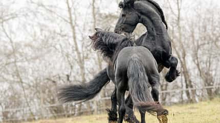 CAVALLO Hengste in der Herde Hengste in der Herde