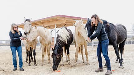 CAVALLO Hengste in der Herde Hengste in der Herde