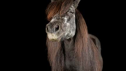 CAVALLO Haar-Analyse Haar-Analyse