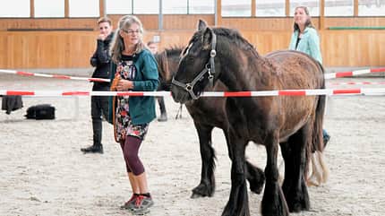 CAVALLO Coaching-Pferde Coaching-Pferde