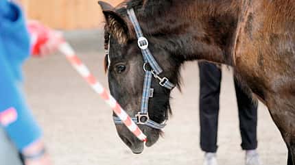 CAVALLO Coaching-Pferde Coaching-Pferde