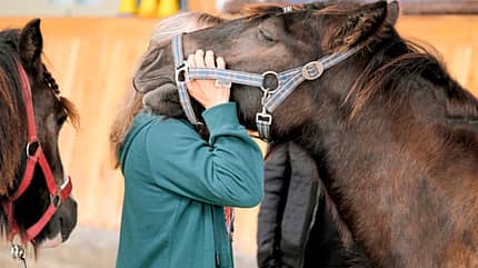 CAVALLO Coaching-Pferde Coaching-Pferde