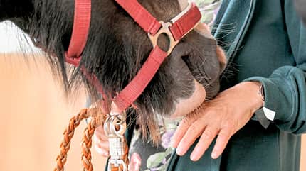 CAVALLO Coaching-Pferde Coaching-Pferde