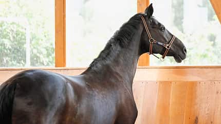 CAVALLO Coaching-Pferde Coaching-Pferde