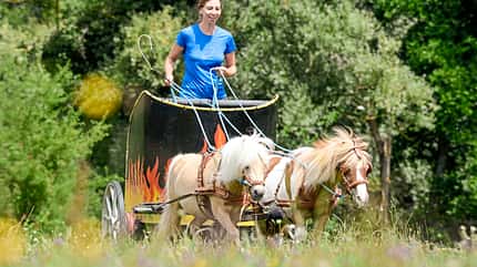 CAVALLO Redaktion in Aktion - Stuntreiten Redaktion in Aktion - Stuntreiten