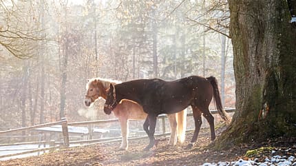 CAVALLO hautnah Dr. Maximilian Pick CAVALLO hautnah Dr. Maximilian Pick