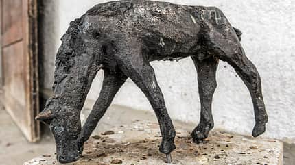 CAVALLO hautnah Dr. Maximilian Pick CAVALLO hautnah Dr. Maximilian Pick