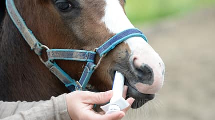 CAVALLO Entwurmen Entwurmen
