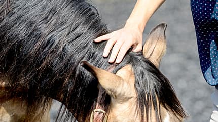 CAVALLO Aufstieghilfe