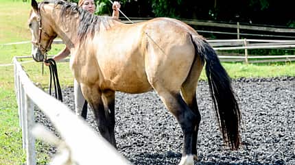 CAVALLO Aufstieghilfe