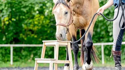 CAVALLO Aufstieghilfe
