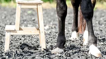 CAVALLO Aufstieghilfe