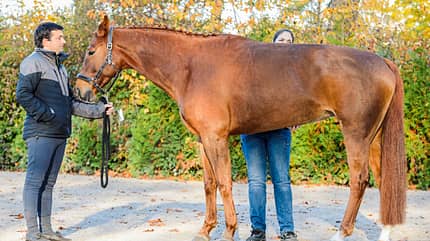CAVALLO Dressur mit Osteo-Effekt Dressur mit Osteo-Effekt