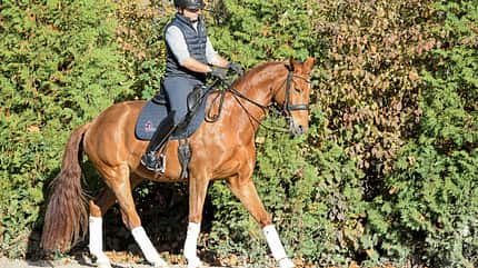 CAVALLO Dressur mit Osteo-Effekt Dressur mit Osteo-Effekt