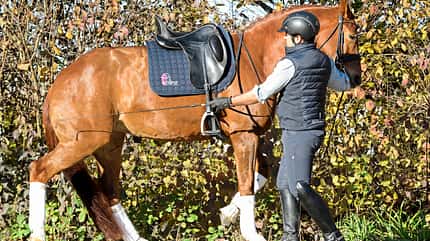 CAVALLO Dressur mit Osteo-Effekt Dressur mit Osteo-Effekt
