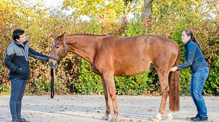 CAVALLO Dressur mit Osteo-Effekt Dressur mit Osteo-Effekt