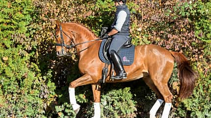 CAVALLO Dressur mit Osteo-Effekt Dressur mit Osteo-Effekt